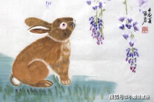 属兔者