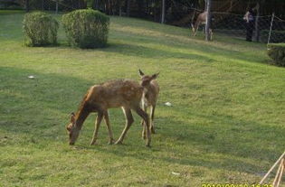 十二生肖去玩的悲惨遭遇