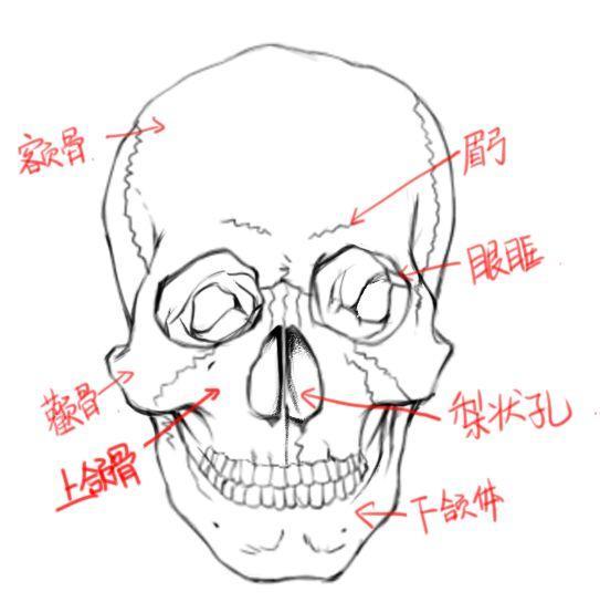 1.2 与邻近骨骼的关节联结