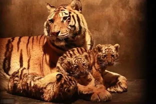 1986年属虎男性2026年运势和运程具体如何？