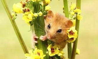 2026年属鼠红鸾星动是否有利于姻缘，属鼠如何旺桃花运2026年具体做法是什么？