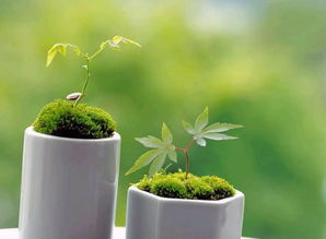 绿色植物的生机调和作用