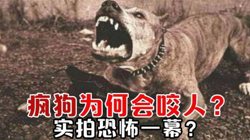 属虎、 马、狗以及属猴、鼠、龙者之差异化提议