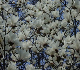 2. 忠贞爱情与家庭和谐的隐喻