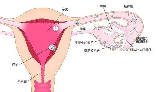 五、个体差异的作用于：天时地利人和
