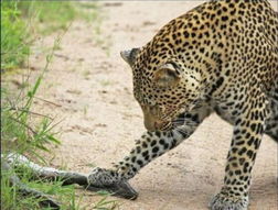 寓言中的因果错位：非洲豹与长尾山羊的生肖性格冲突