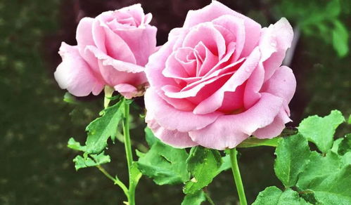 月季花美到犯规！警察叔叔快来管管！