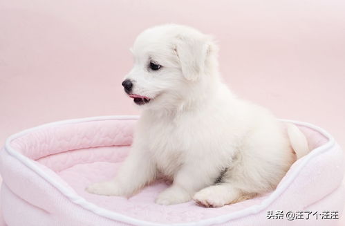 狗年六月一日戌时出生的女孩命运会如何？八字分析揭示她的未来走向。