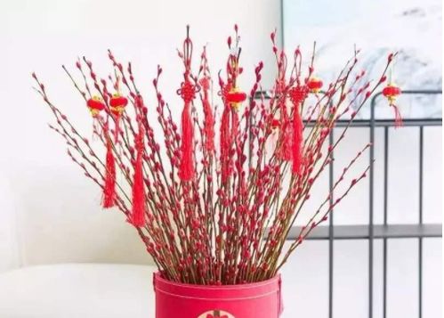 银柳在风水上属于阴性植物吗？