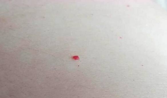 1.2 命理学中的五行关联