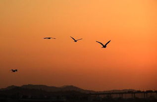 倦鸟是什么生肖？倦鸟是什么意思？它代表了哪个生肖？