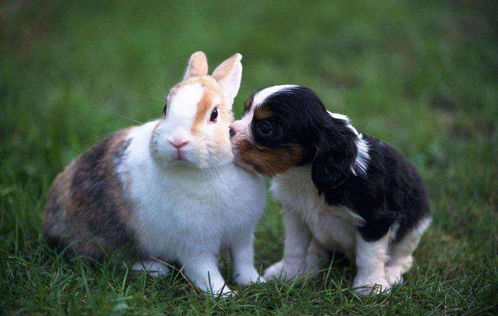 1987年属兔的人，在2026年会遇到哪些特别的禁忌和挑战？