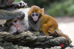 属猴男人命运和婚姻会怎样改变？