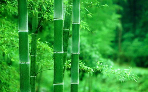 当代年轻人玩竹子的迷惑行为