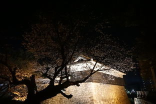 1．记忆沉重构障碍机制