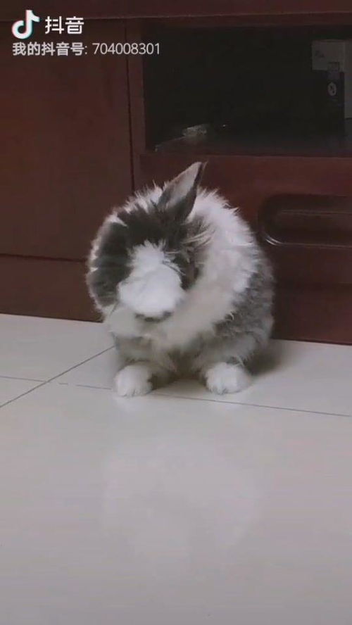 最不干净的动物对应生肖，是哪个生肖呢？