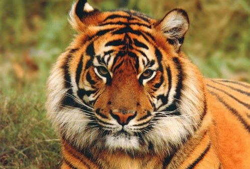 属虎的人最佳出门方位和吉利方位分别是哪些？