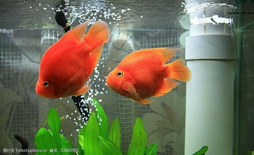 梦见好多金鱼究竟预示着什么吉祥的征兆呢？