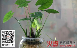 滴水观音有哪些具体功能与潜在害处？