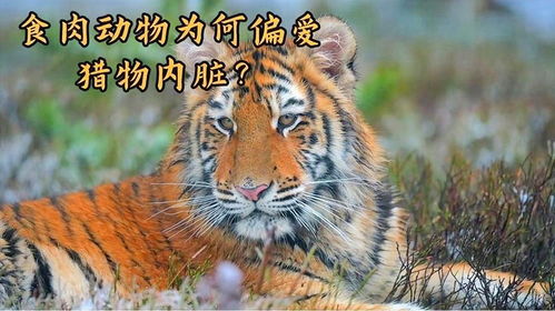 为什么偏爱“虎”？