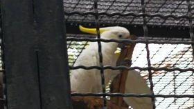 九曲十八转二五指的是什么生肖动物？星移斗转打一最佳生肖是什么生肖？