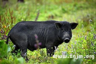 梦见黑猪往外跑究竟预示着什么含义？