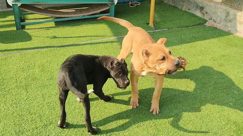 什么时候是养狗的好月份？新鲜现杀现卖的狗狗哪里有？