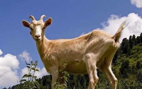 2026年2月9日属羊的财运如何，属羊2026年2月财运具体表现是什么？