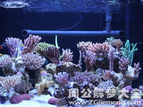 梦见鱼缸里满满的鱼，这是不是预示着什么美好的事情即将发生呢？