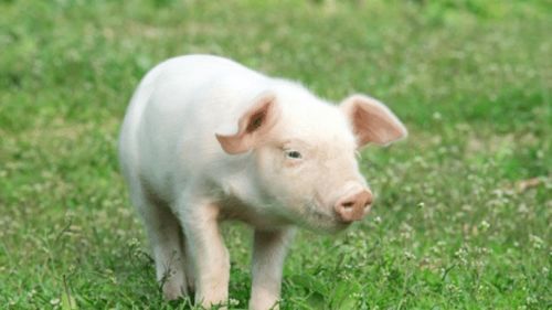 2026年属猪的人会遇到什么不幸，他们应该做什么事情来改善运势？