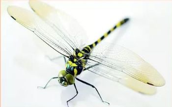 二、  语言谐音学视域下的情感与伦理象征