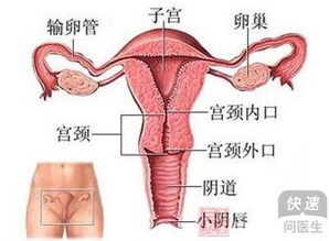 病症引起的子宫偏右