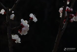 三、为什么叫它“亚梅”？——随性组合与命理拼接法则（乱七八糟）