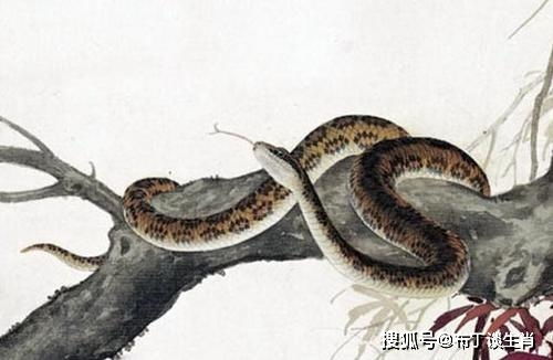 9天后四大生肖财运会否迎来大浪，顺遂如意，实现锦鲤翻身？