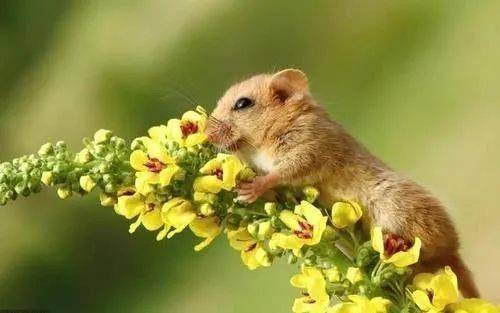 第二个大坏蛋：属鼠的工作狂