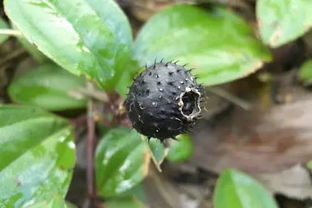 第一节 早春物候与采集文化的生态伦理