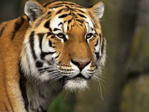 虎宝宝属金属性名字大全，如何给缺金的属虎女宝宝起名？