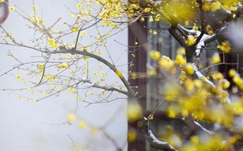 农历十一月哪天是最佳出行吉日呢？