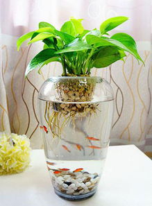 绿萝放在冰箱上对风水有影响吗？能旺风水吗？