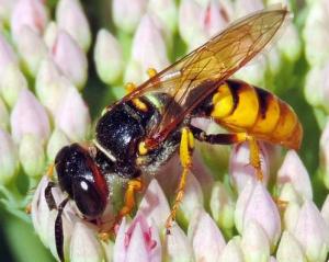 蜂的生肖是什么它代表哪个生肖动物呢？