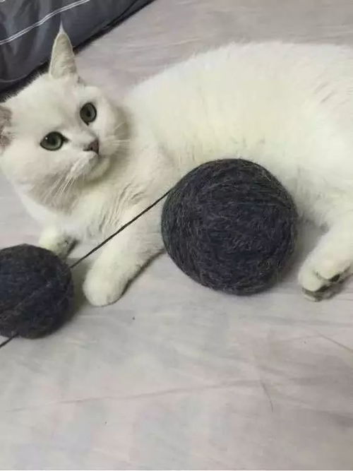 猫眼中的神秘视野
