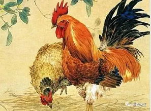 父母双方属鸡，他们生的孩子属什么生肖蕞吉利？