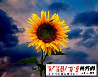 啊哈！离异女士梦到向日葵：一场乱七八糟的梦境大杂烩