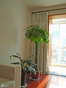 4. 发财树：方正平稳的气韵与运势提升