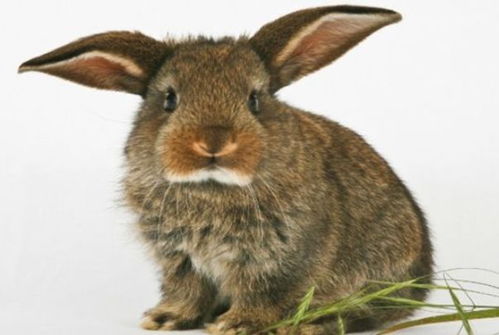 属兔生肖人的贵人属相是什么，兔贵人图片具体含义是什么？