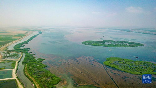 黄河河套湿地：鸟类的天堂？还是蚊子的乐园？