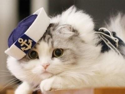 我为什么会梦见那么多大小不一的猫人？