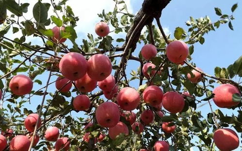 做梦还能预测生男生女？笑cry！