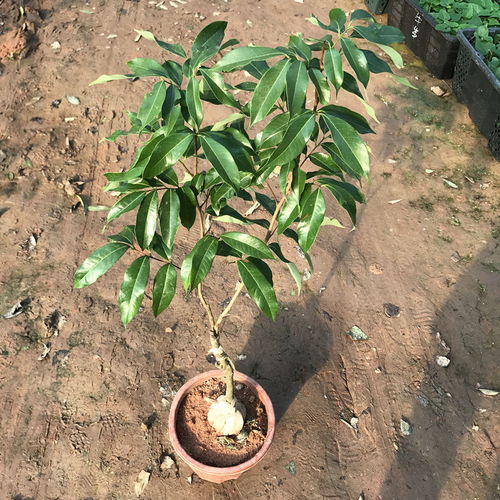 笑死！种果树还要看风水？