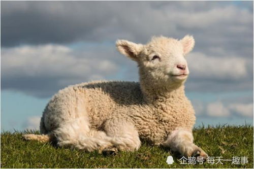 2015年出生属羊的人，在2026年会遇到怎样的学业运势变化？